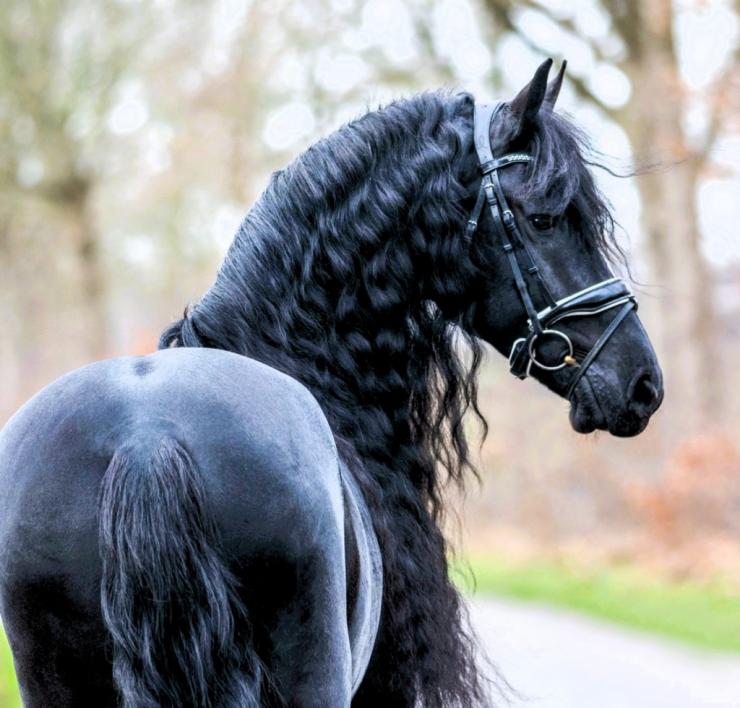 Gallery Photo of ARTURO - #2