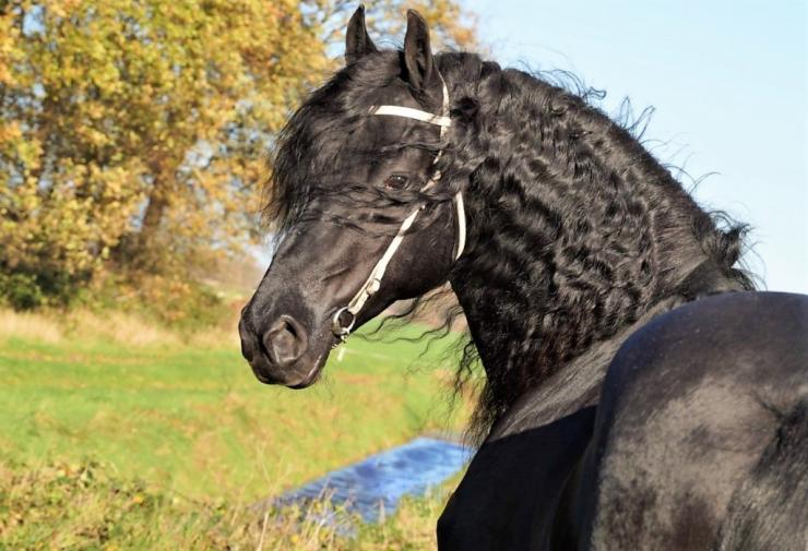 Gallery Photo of Zorro BSF STER - #2