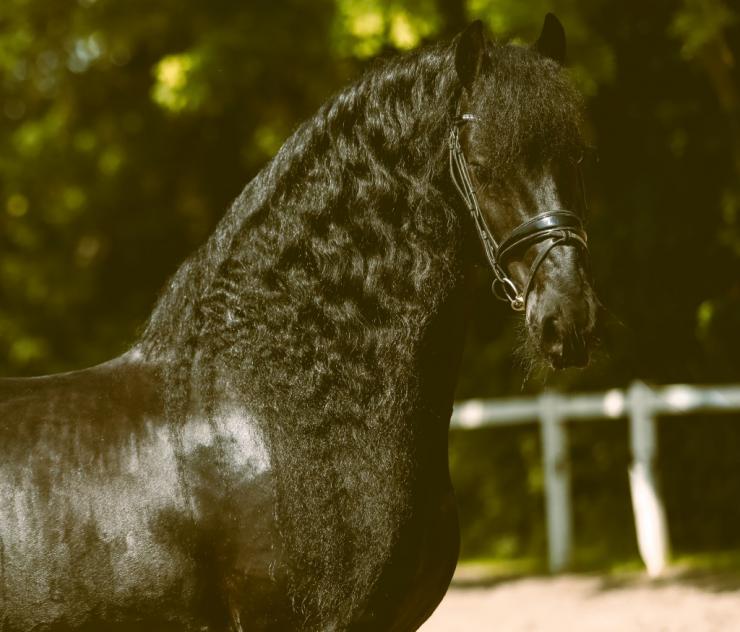 Gallery Photo of WILLEM SPORT ELITE - #1