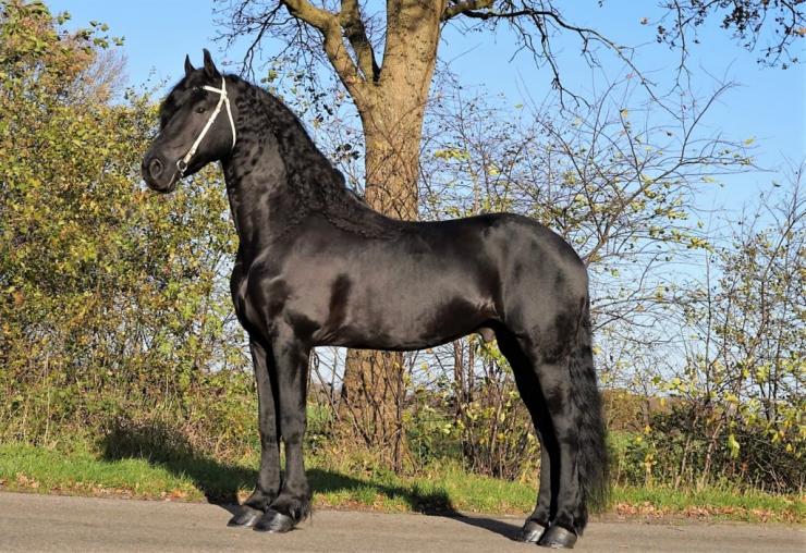 Gallery Photo of Zorro BSF STER - #6