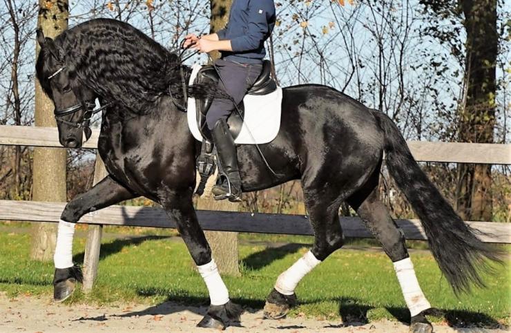 Gallery Photo of Zorro BSF STER - #11