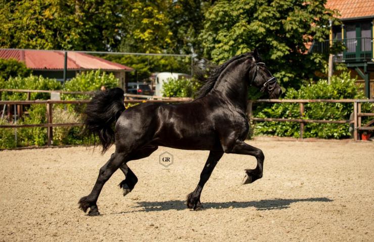 Gallery Photo of Dirk van Doorndraai STER - #7