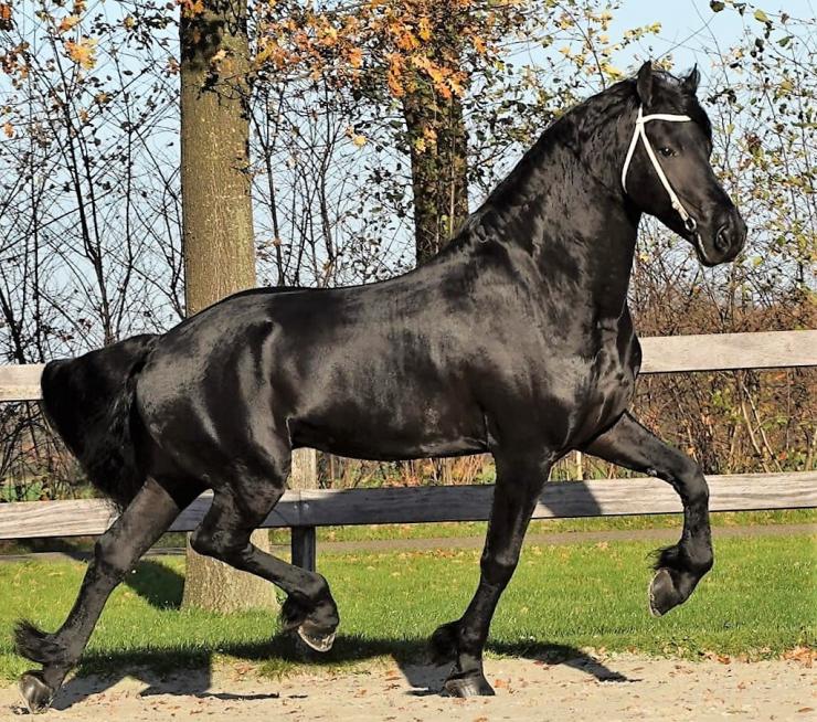 Gallery Photo of Zorro BSF STER - #9