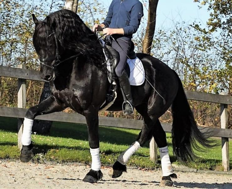 Gallery Photo of Zorro BSF STER - #7