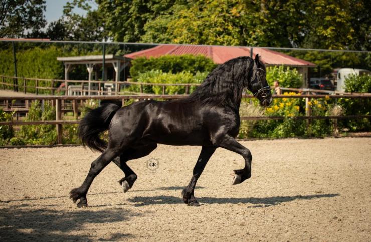 Gallery Photo of Dirk van Doorndraai STER - #5