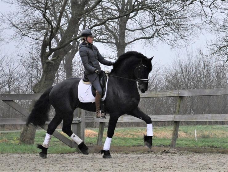 Gallery Photo of Phryso STER and SPORT - #5