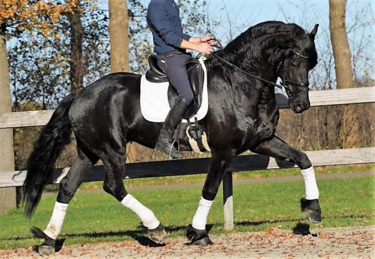 Gallery Photo of Zorro BSF STER - #5