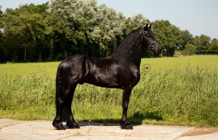 Gallery Photo of Dirk van Doorndraai STER - #6