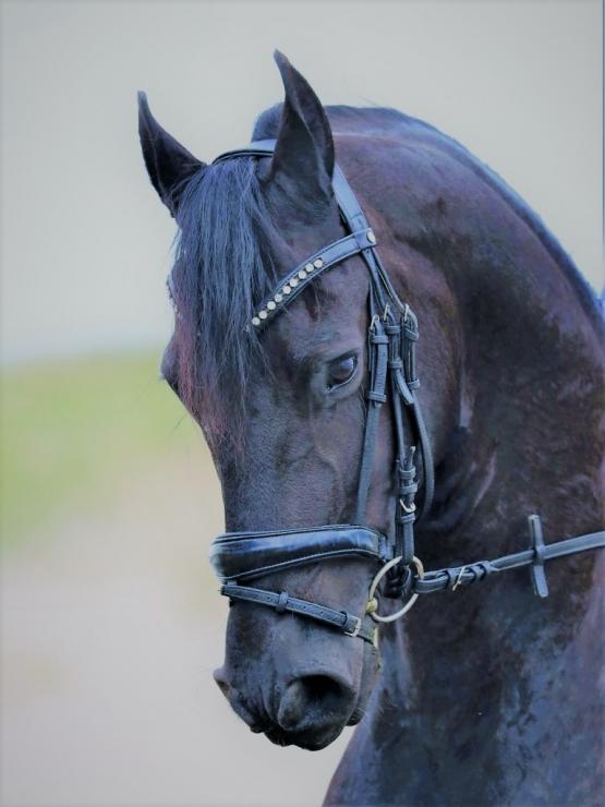 Gallery Photo of ENZO - #5