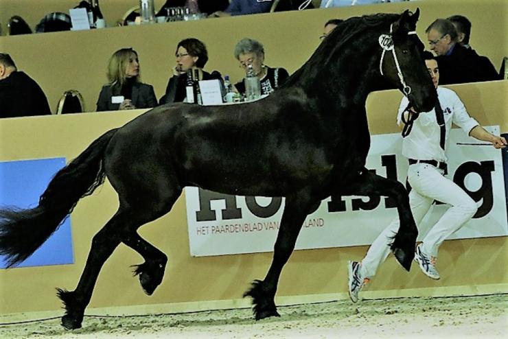 Gallery Photo of Phryso STER and SPORT - #24