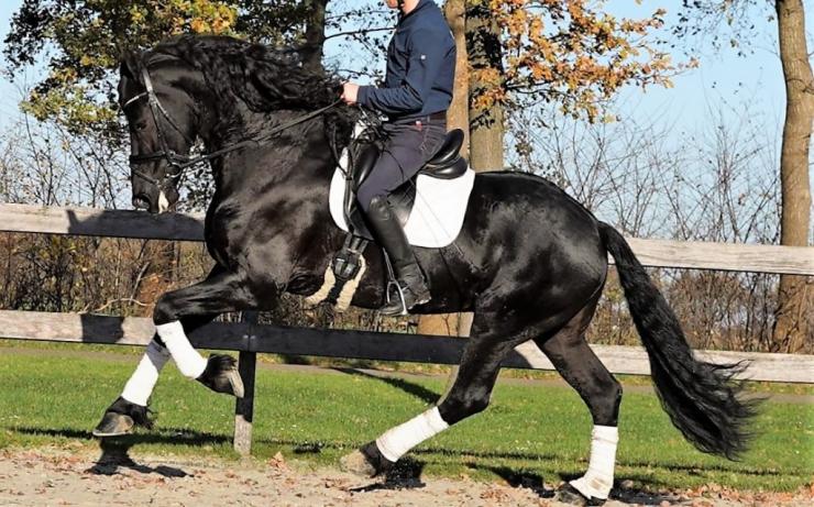 Gallery Photo of Zorro BSF STER - #3