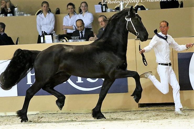 Gallery Photo of Phryso STER and SPORT - #15