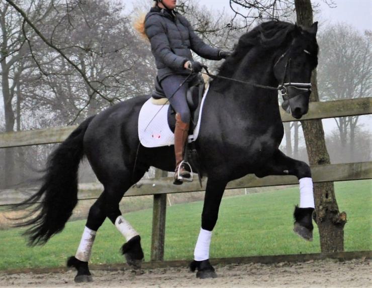 Gallery Photo of Phryso STER and SPORT - #14