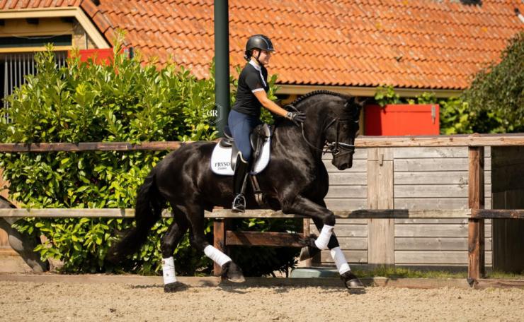 Gallery Photo of Dirk van Doorndraai STER - #10