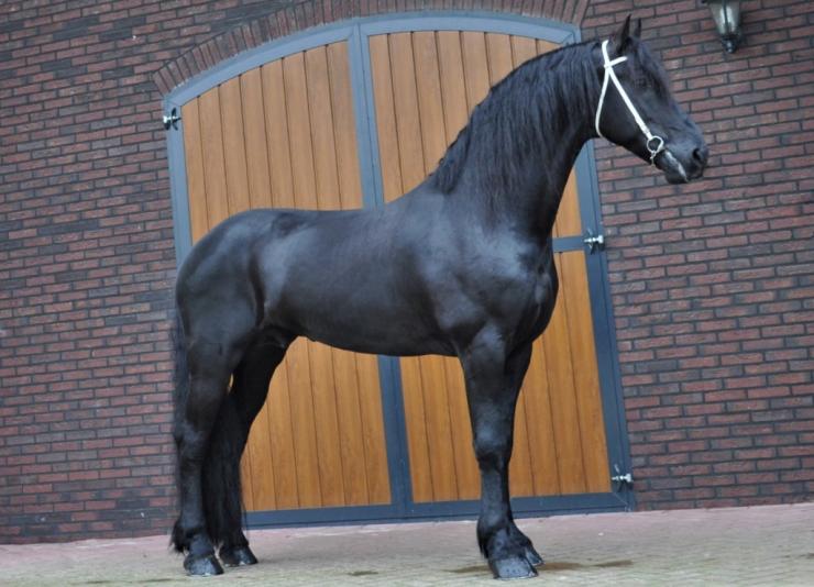 Gallery Photo of Phryso STER and SPORT - #13
