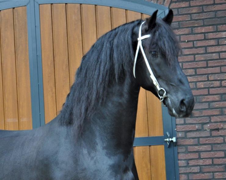 Gallery Photo of Phryso STER and SPORT - #16