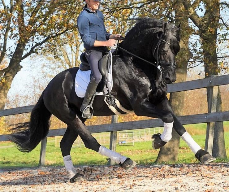 Gallery Photo of Zorro BSF STER - #8