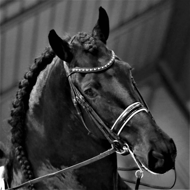 Gallery Photo of TWIX STER SPORT - #23