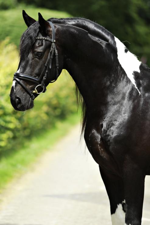 Gallery Photo of Bran  - #14