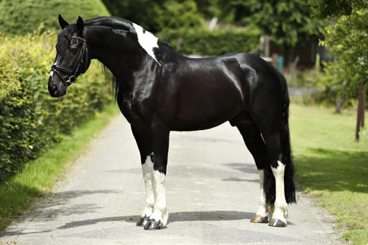 Gallery Photo of Bran  - #13