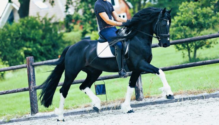 Gallery Photo of Bran  - #10