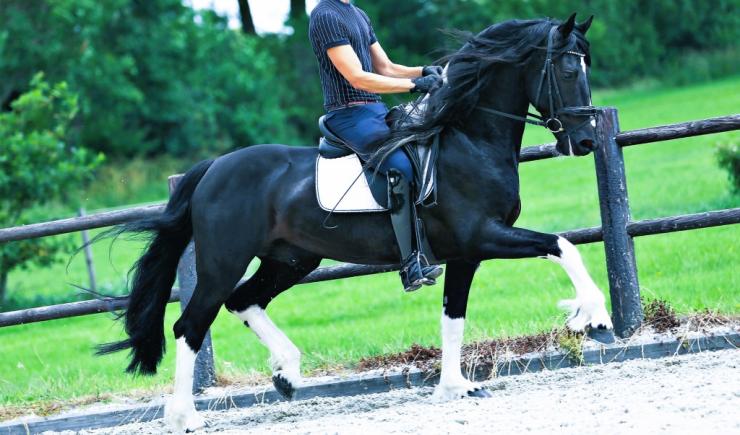 Gallery Photo of Bran  - #3