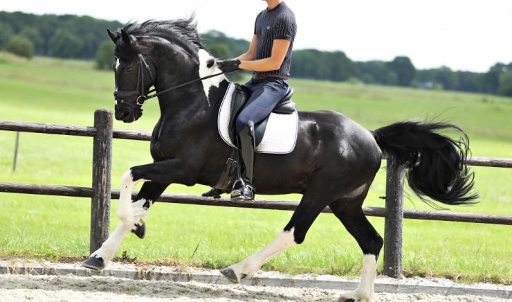 Gallery Photo of Bran  - #12