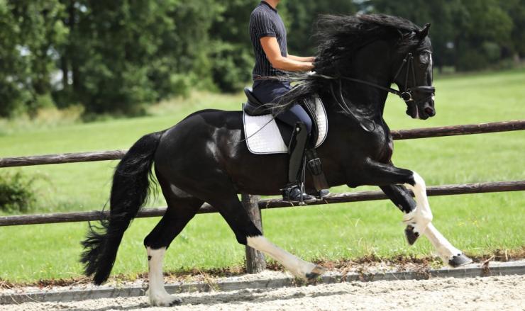Gallery Photo of Bran  - #11
