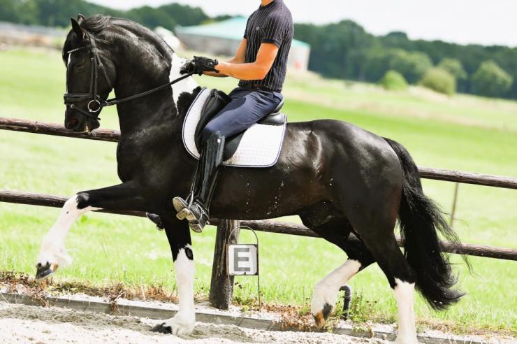 Gallery Photo of Bran  - #18