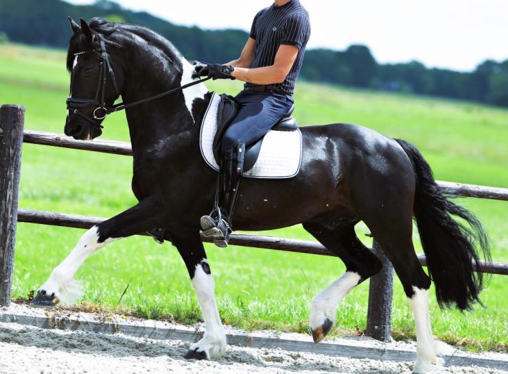 Gallery Photo of Bran  - #17