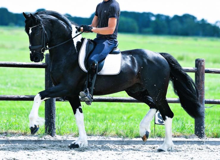 Gallery Photo of Bran  - #16