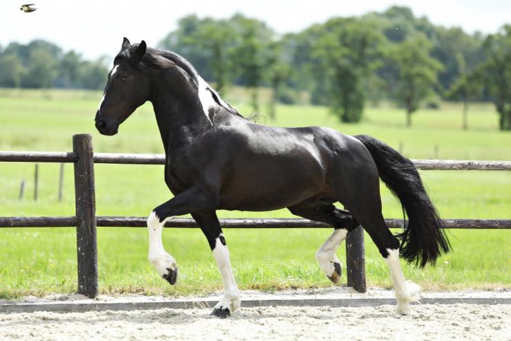 Gallery Photo of Bran  - #19