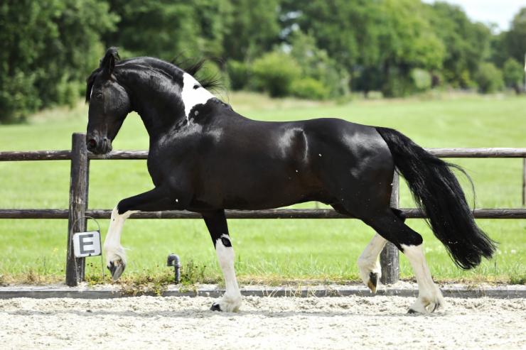 Gallery Photo of Bran  - #22