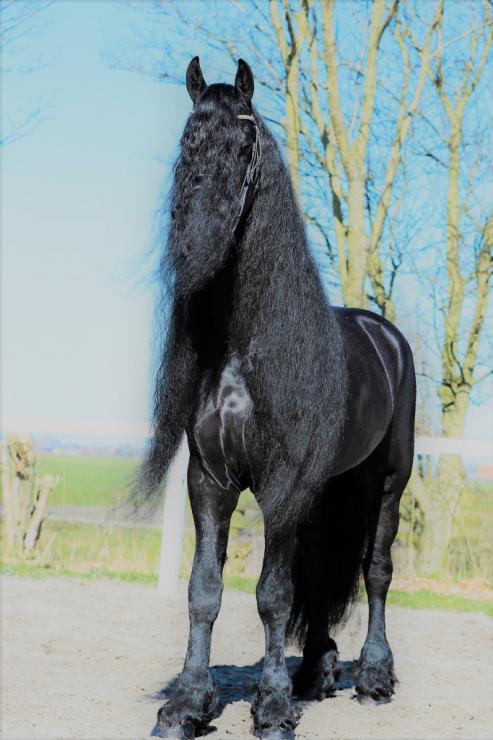 Gallery Photo of Timen STER - #14