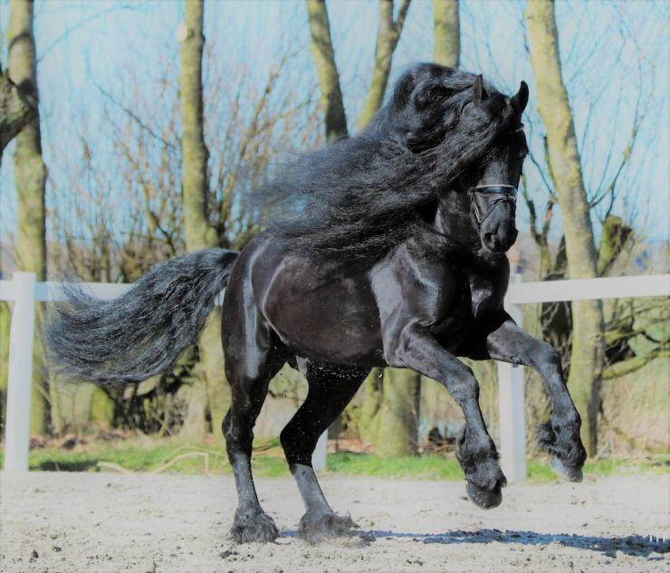 Gallery Photo of Timen STER - #1