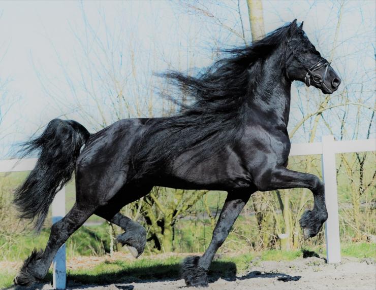 Gallery Photo of Timen STER - #6