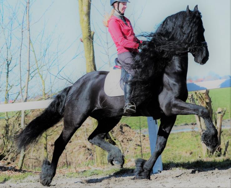 Gallery Photo of Timen STER - #4