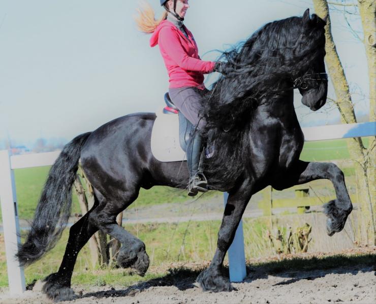 Gallery Photo of Timen STER - #9
