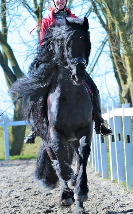 Gallery Photo of Timen STER - #15