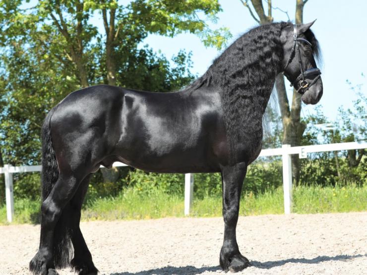 Gallery Photo of TWIX STER SPORT - #14