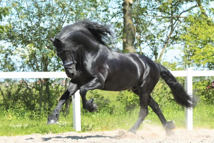 Gallery Photo of TWIX STER SPORT - #17