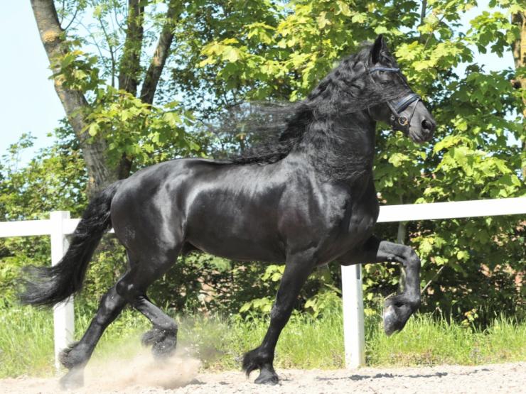 Gallery Photo of TWIX STER SPORT - #18