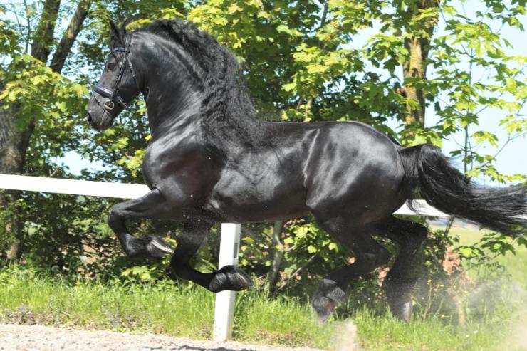 Gallery Photo of TWIX STER SPORT - #20