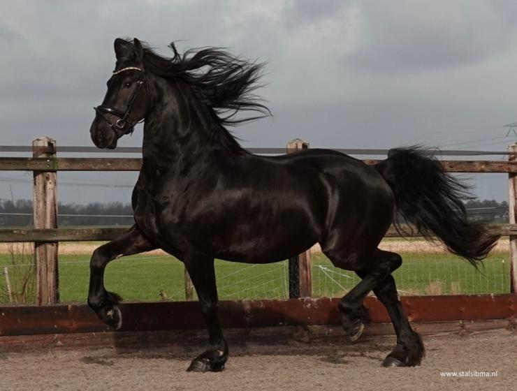 Gallery Photo of EMILIO - #3