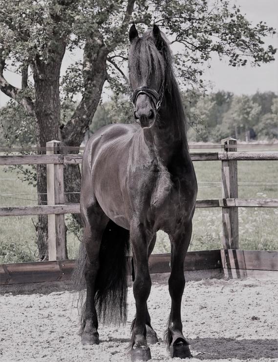 Gallery Photo of EMILIO - #18