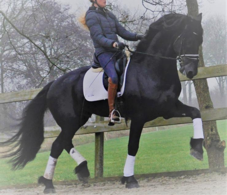 Gallery Photo of Phryso STER and SPORT - #21