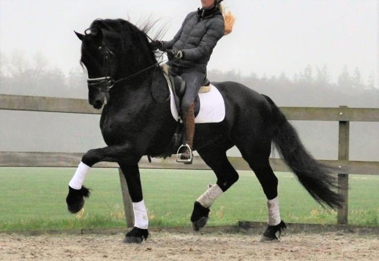 Gallery Photo of Phryso STER and SPORT - #6