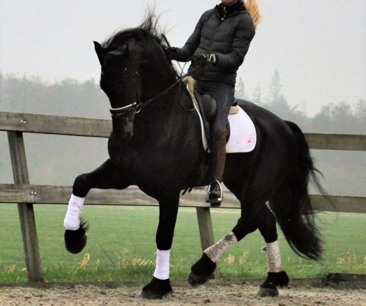 Gallery Photo of Phryso STER and SPORT - #2