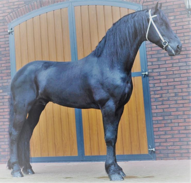 Gallery Photo of Phryso STER and SPORT - #8