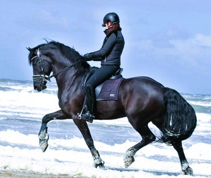 Gallery Photo of Rinske STER SPORT AA - #1
